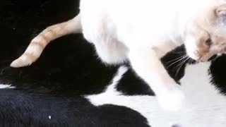 Cat spinning fidget spinner