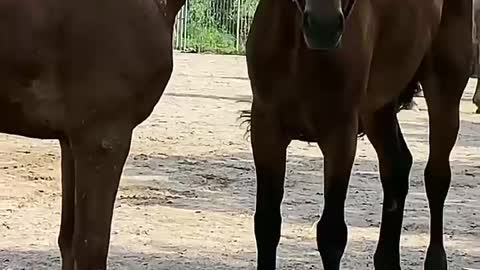 Mama Cat Takes Back Crying Kitten From Toddler cute cat