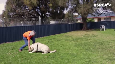 FREE DOG TRAINING