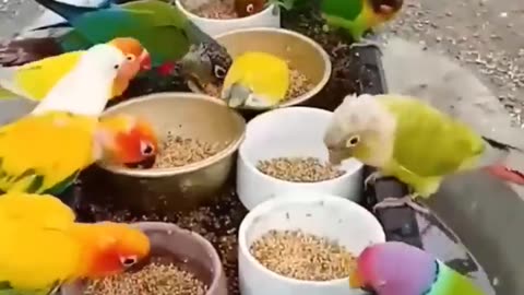 Beautiful Colorful Birds