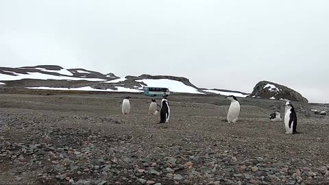 Electric bus service to launch in Antarctica