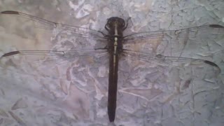 Beautiful green and brown dragonfly is seen on the wall [Nature & Animals]