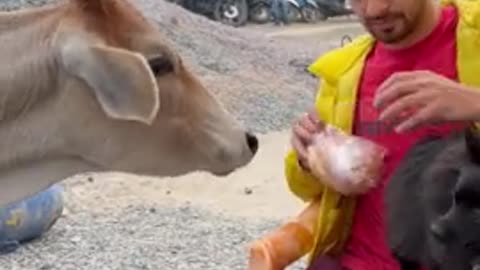 Courageous dog tries to befriend big hungry cow