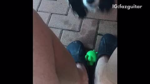 Guy wearing black crocs plays with dog green fog toy