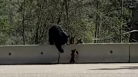 Mom Bear Cub Learning How to Climb Barrier to her children.