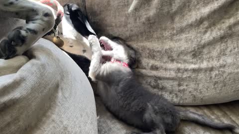 Rescued Baby Fox Plays with Dog