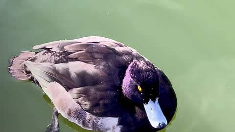 Ducks Swimming in a Pond