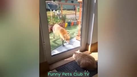 Funny Pets