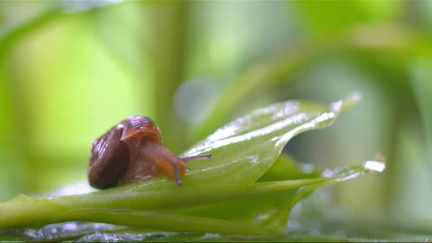 The little snail crawled and crawled