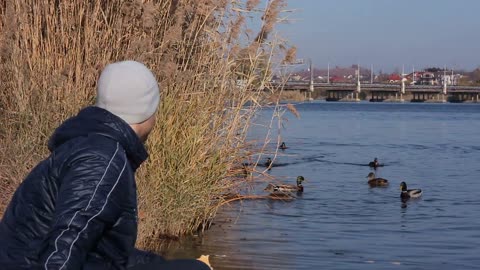 Young man feeding ducks in a pond