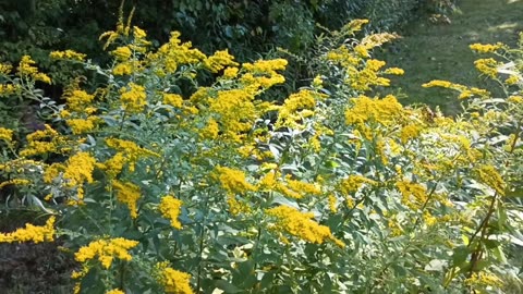 Goldenrod