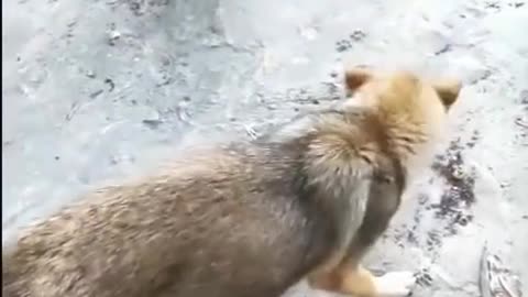 chicken-vs-dog-fight-funny-dog-fight-videos