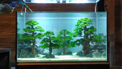 Bonsai plant aqua scaping