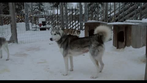 Husky dogs walking inside the open-air cage with kennels. Winter scene in Finland