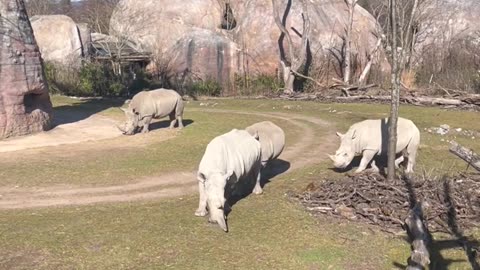 how leisurely white rhino are 悠闲自得白犀牛