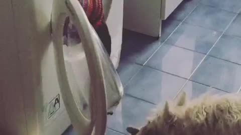 White scruffy dog pulls toy out from washing machine