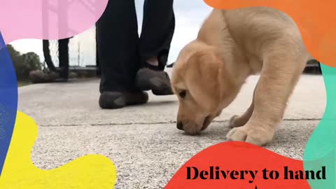 Simple Puppy Hand Service Training