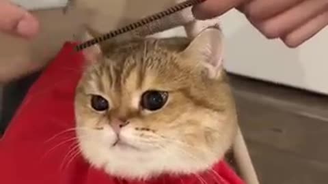 A cute cat gets her hair cut at the hairdresser