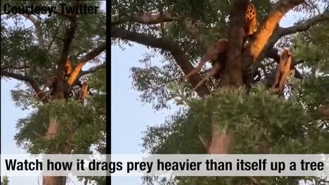 MA اA lion in the house Watch: Leopard shows off kill, drags prey heavier than itself up a tree