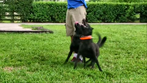 How to learn dog traning man for footege from cutting traning