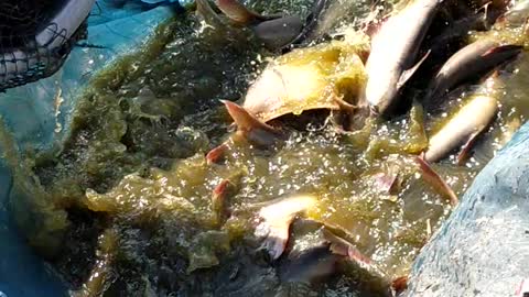 Basa Fish Catching In Indian Village Pound.