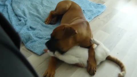 boxer dog Alex playing with cat