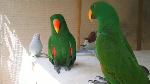 The best mimicry video of smart and funny parrots, worth-watching.