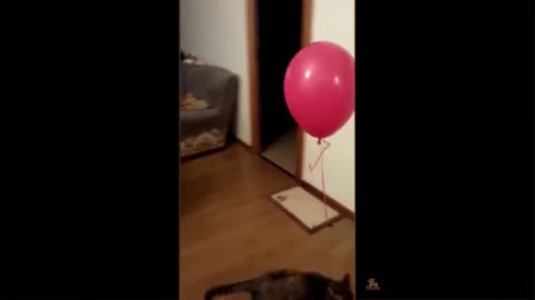 Cat Reaction to Playing Balloon - Funny Cat Balloon Reaction