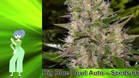 Big Blue Devil Auto – Seeds 66