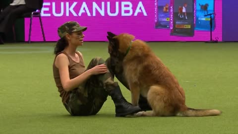 Amazing Dog Performs CPR, Squats and Press Ups in Heelwork To Music Routine | Crufts