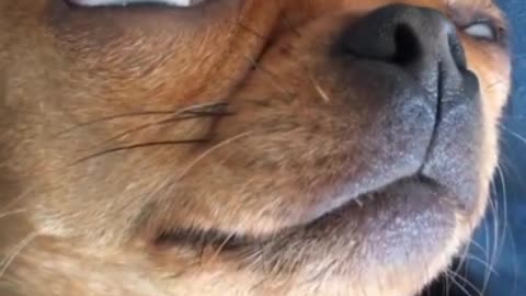 It's normal for dogs to snore because their nasal cavities are relatively short