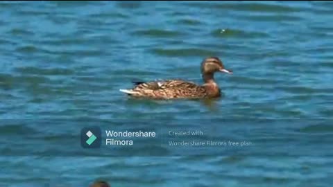 This Duck Is Just So Good At Paddling In A Lake