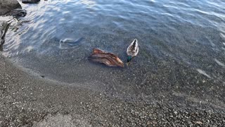 Duck at a lake