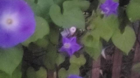 The last of my morning glories