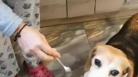 dog eats healthy food