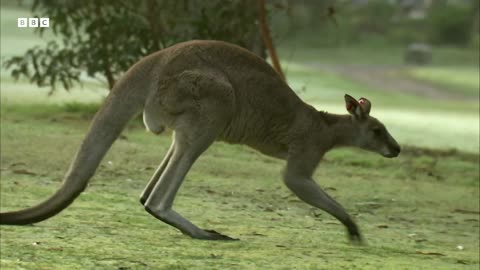 Kangaroos Take Over Australian Golf Course | How Nature Works | BBC Earth