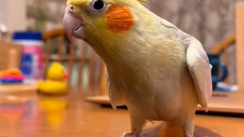 Cute cockatiel parrot funny parrot talking birds