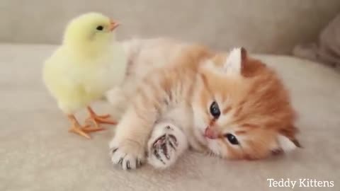 kitten sleep with the chicken