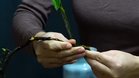 Traditional Chinese Flower Arrangement/Flower Art