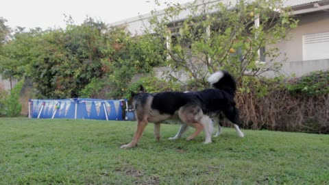 Dog fall down on ground during fighting with his friend