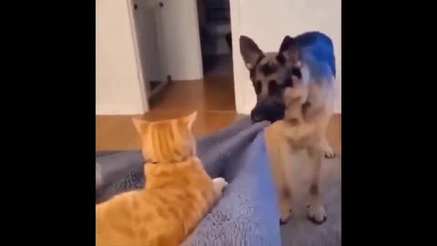 Funniest Cats And Dogs Videos