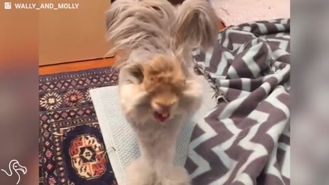 World's Most Photogenic Bunny Is Even Better On Video