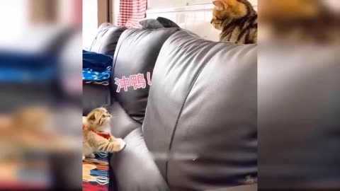 Funny animal video 2023🥰 funniest cats and dogs video😆s