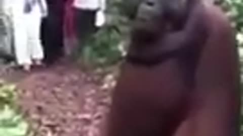 ORANGUTAN WATCHED BY PEOPLE