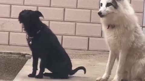 Fox raised by dogs tries to bark like a dog