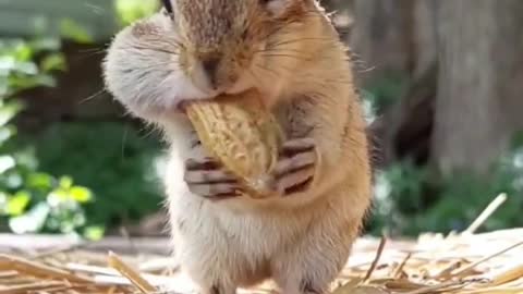 Little squirrel steal food