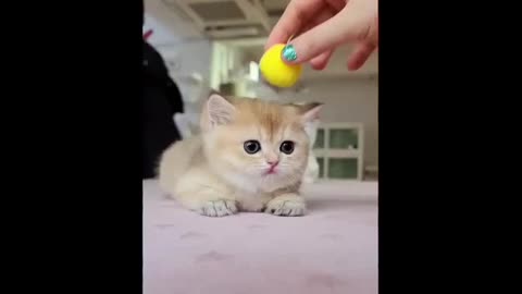 CUTEST CATS - Funny and Cute Animals Videos Compilation New 2021