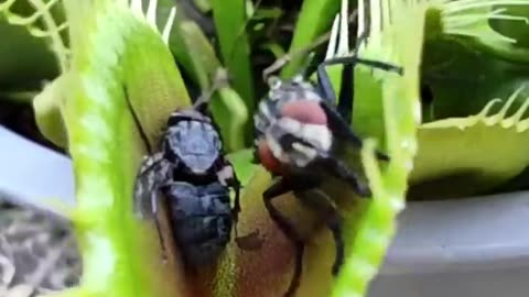 Carnivorus Plant Almost Smashes The Huge Prey #shorts #youtubeshorts #shortsvideo #venusflytrap