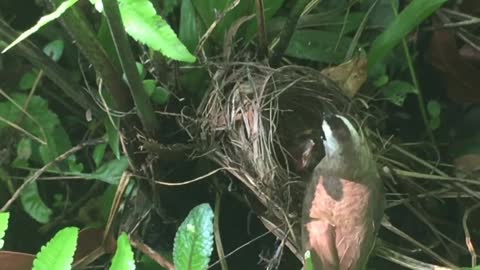 bird feeding its babies in the nest