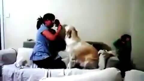 Dogs Protecting Baby From Angry mother beautifully